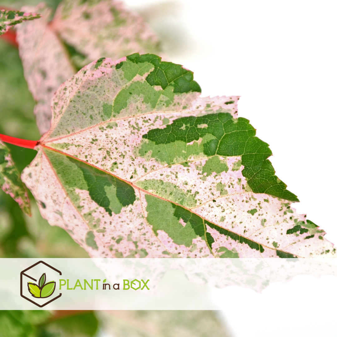 Acer conspicuum 'red flamingo' - erable japonais - pot 19cm - hauteur 50-60cm