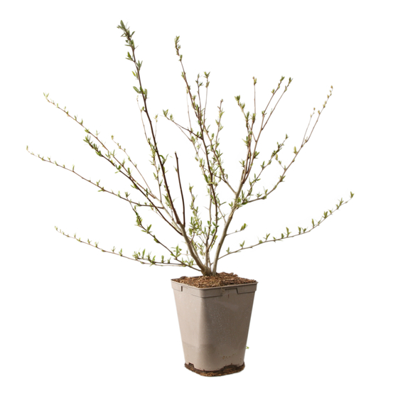 Eleagnus 'Amoroso' pot 3L
