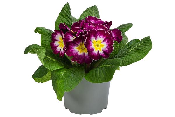 Primel in Sonderfarben, verschiedene Farben