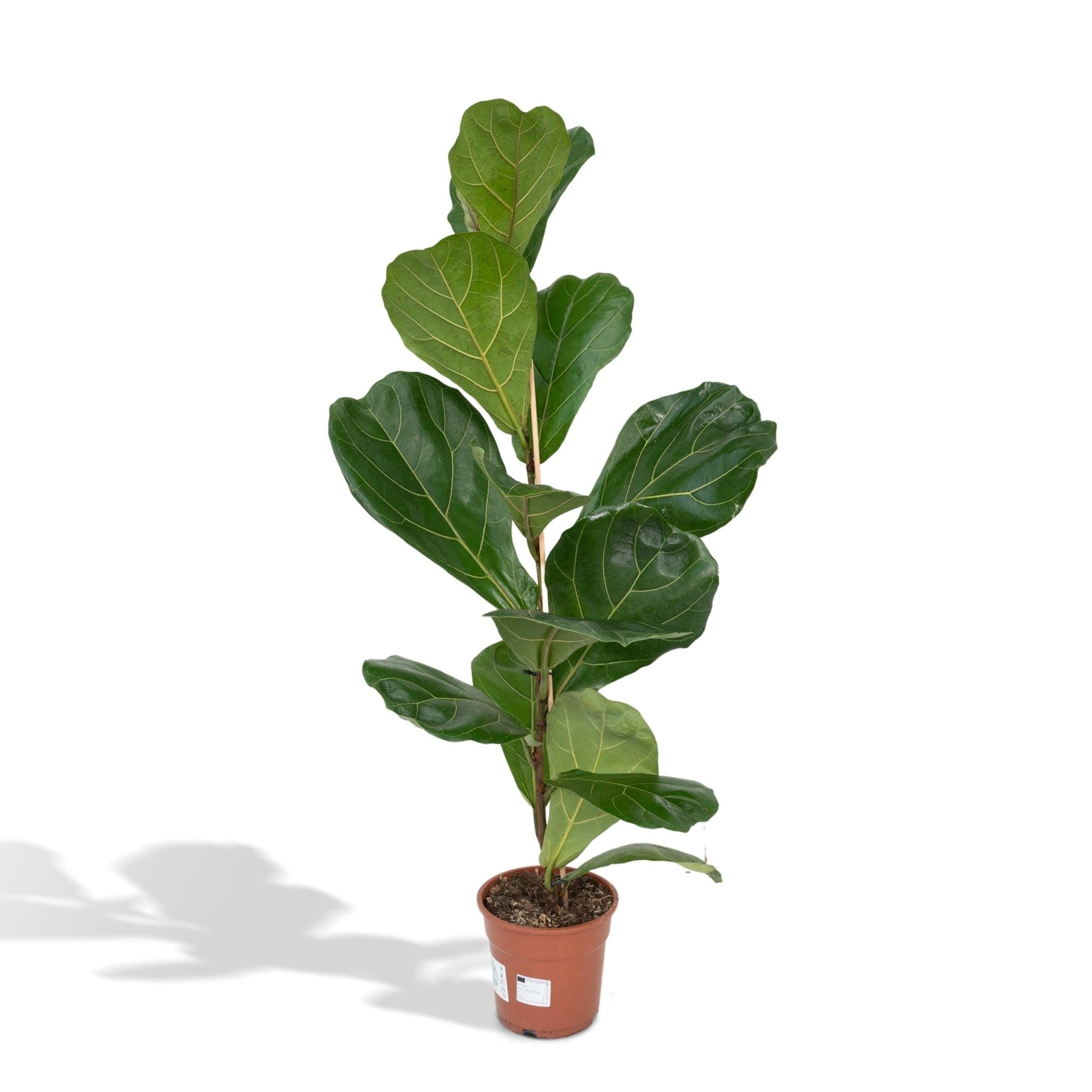 Plante d'intérieur - ficus lyrata 75cm