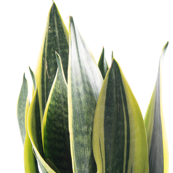 Sanseveria Superba - pot D12