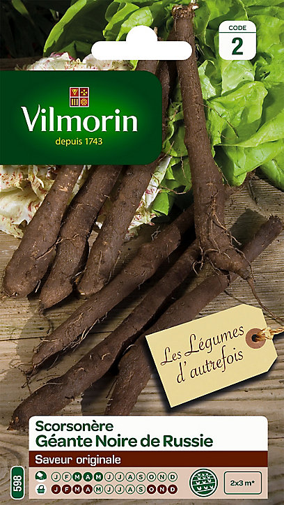 Graines de Scorsonère Géante Noire de Russie Vilmorin