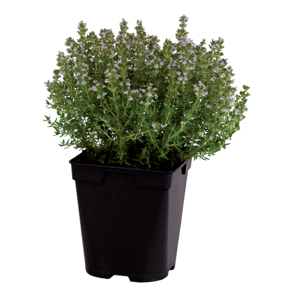 Plant de thym citron pot de 1l