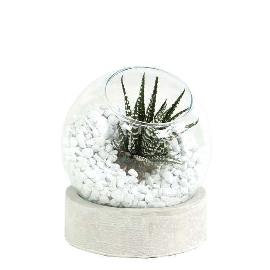 Terrarium pied béton - Ø13 x H. 15 cm