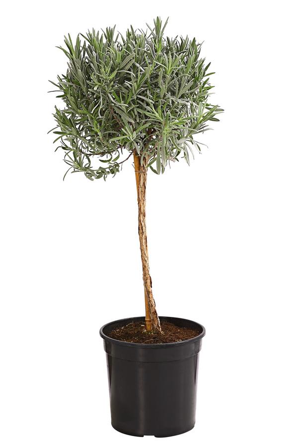 Dehner Gourmet Garten Lavendel, Hochstamm