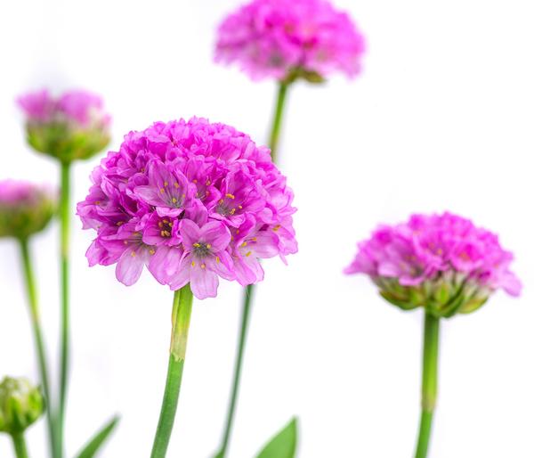 Grasnelke 'Dreameria'