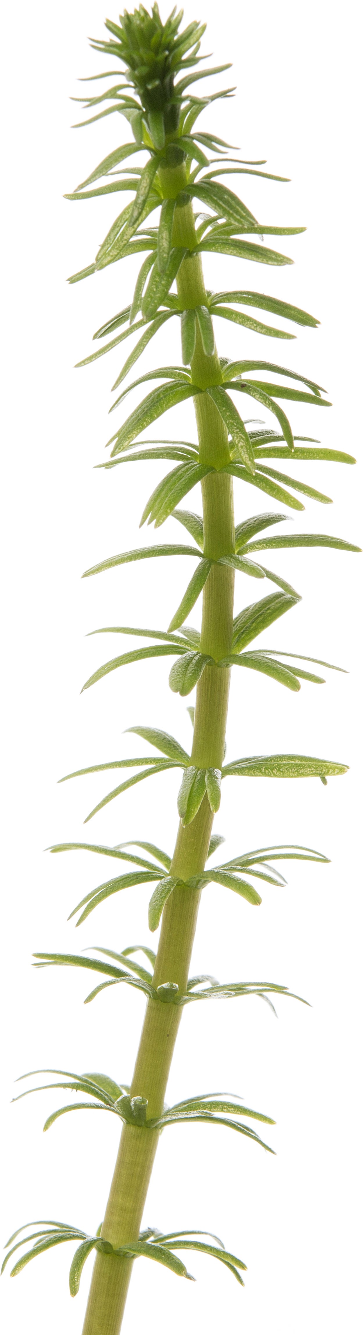 Lidsteng (Hippuris vulgaris) D 11 H 20 cm