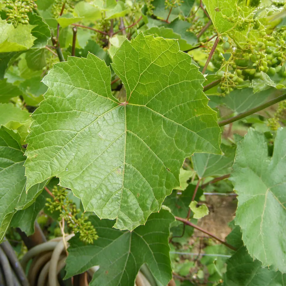 Druivenplant - Set van 3 - Vitis vinifera 'Chardonnay' - Hoogte 25-40cm - ⌀9cm