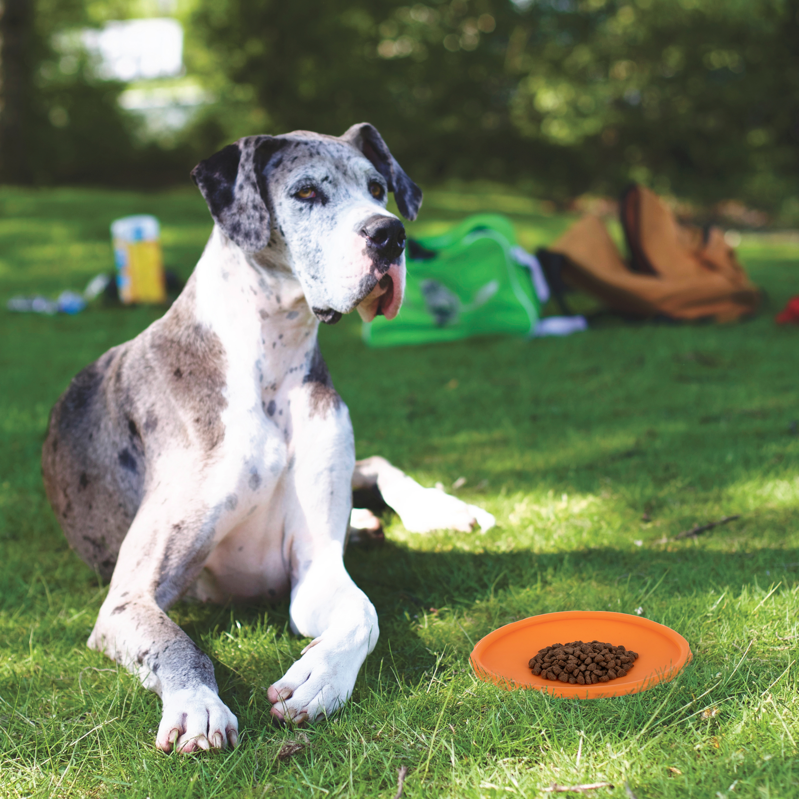 Frisbee de borracha natural para cães