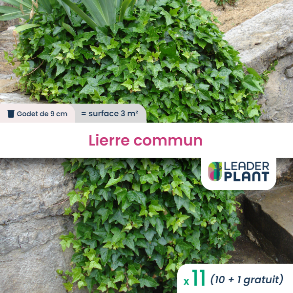 11 x lierre commun en godet