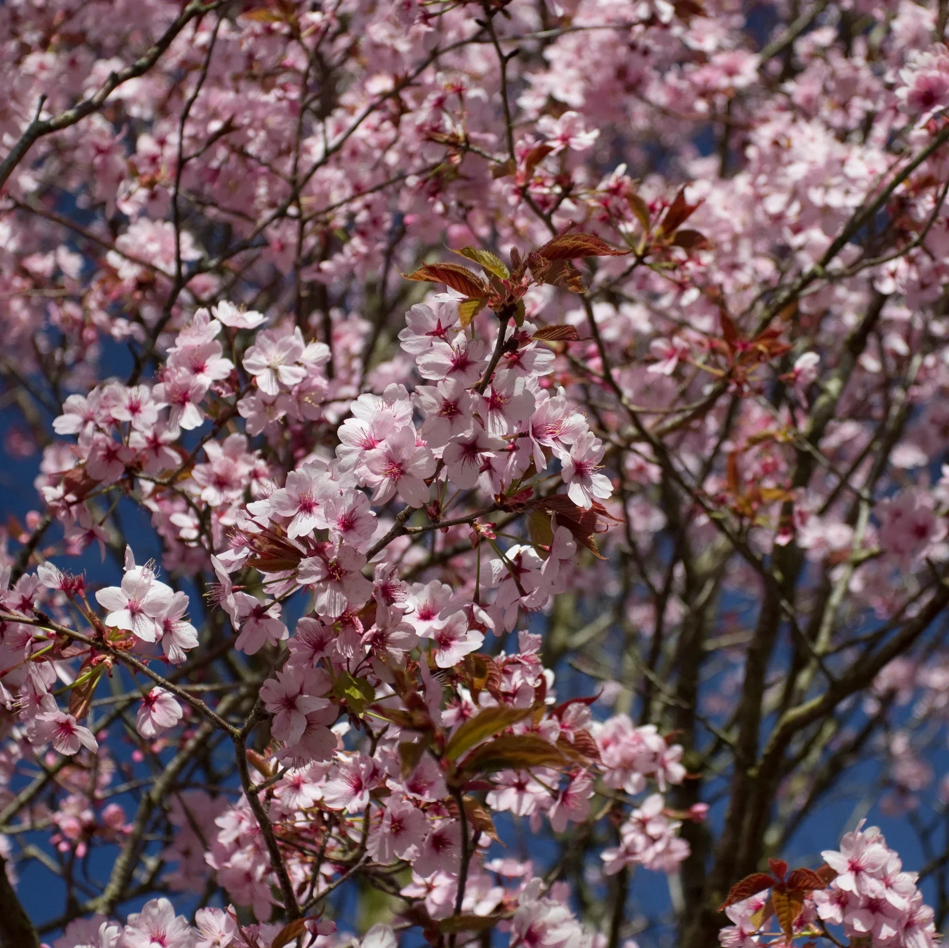 Prunus cerasifera 'Nigra' Blodplomme 'Nigra' Høyde 175-200 cm