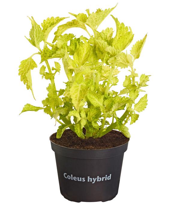 Buntnessel - Solenostemon scutellarioides,