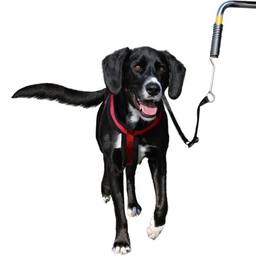 Guia de ciclismo para cães multicolorida