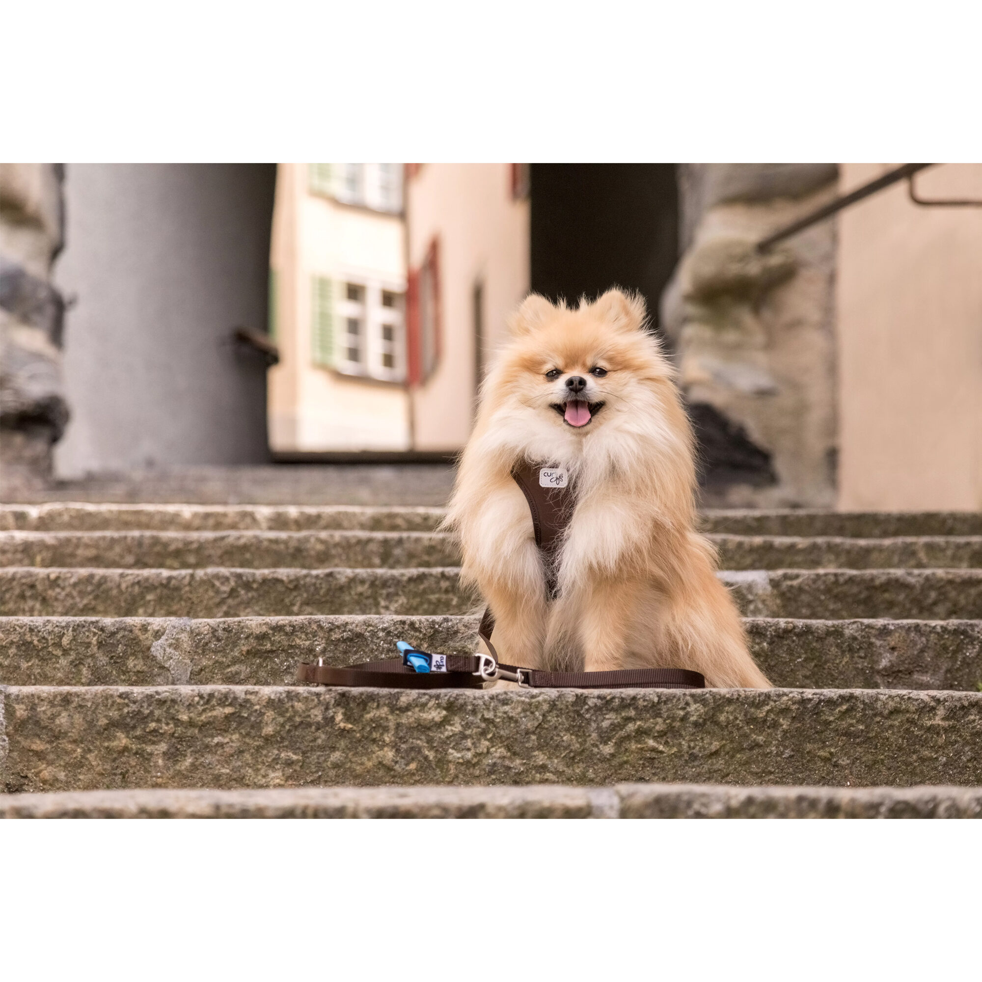 Curli Adjustable Leash Nylon