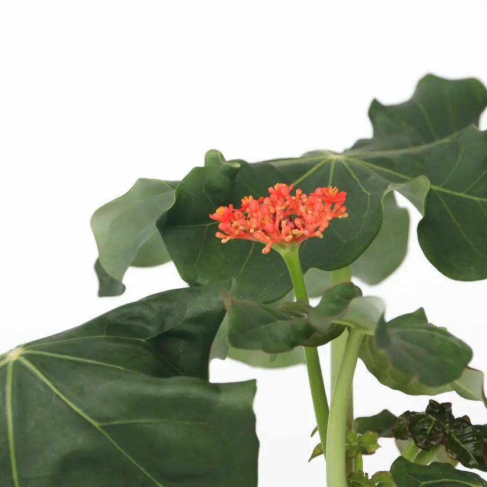 Koraalplant - Set van 2 - Jatropha podagrica - Hoogte 25-45cm - ⌀13cm