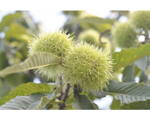 Zoete Kastanje Kastanje FloraSelf Castanea sativa H 60-80 cm Co 6 L
