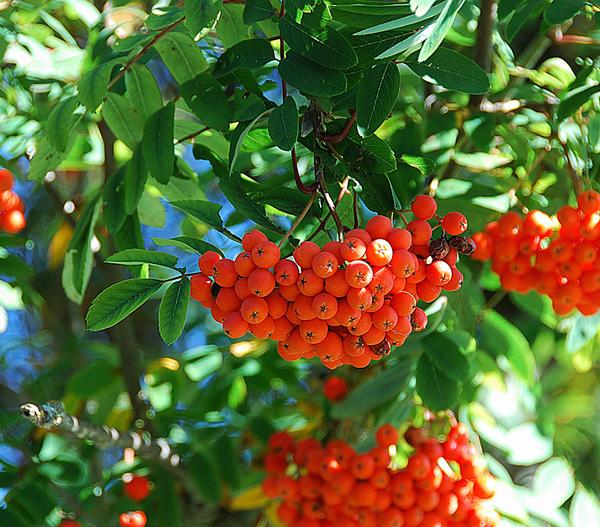 Eberesche 'Edulis'