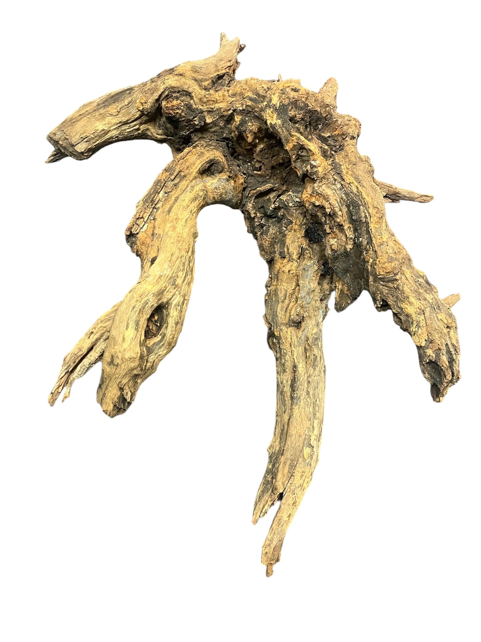 AquastoreXL Corbo Root XL NR06 3,4kg