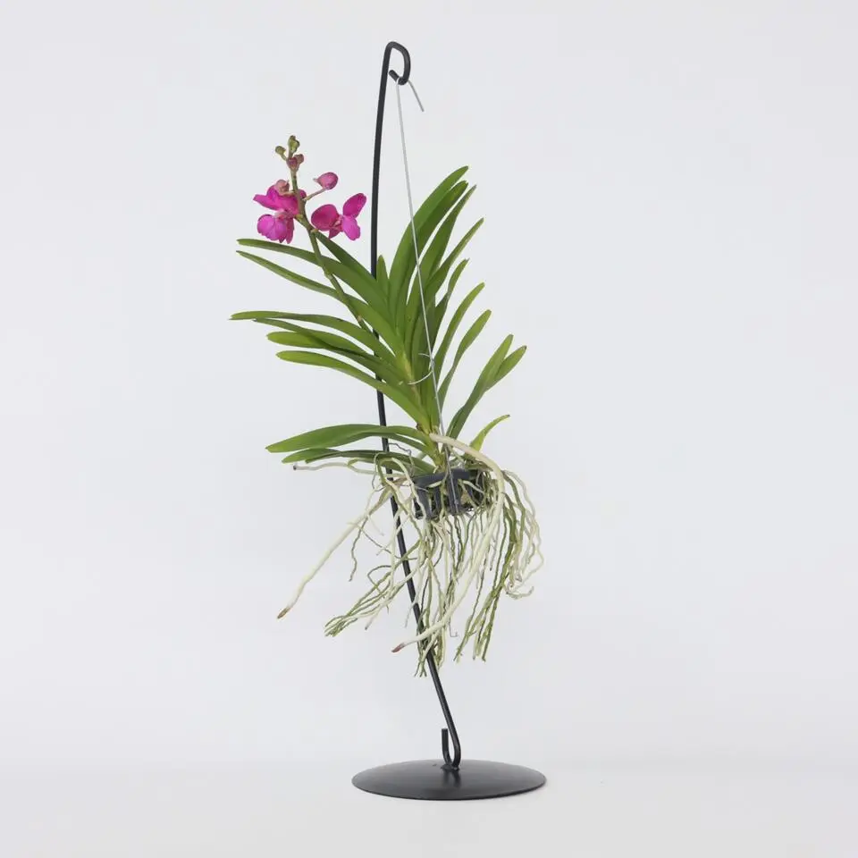 Roze Orchidee met standaard - Vanda 'Pink' - Hoogte 45-55cm