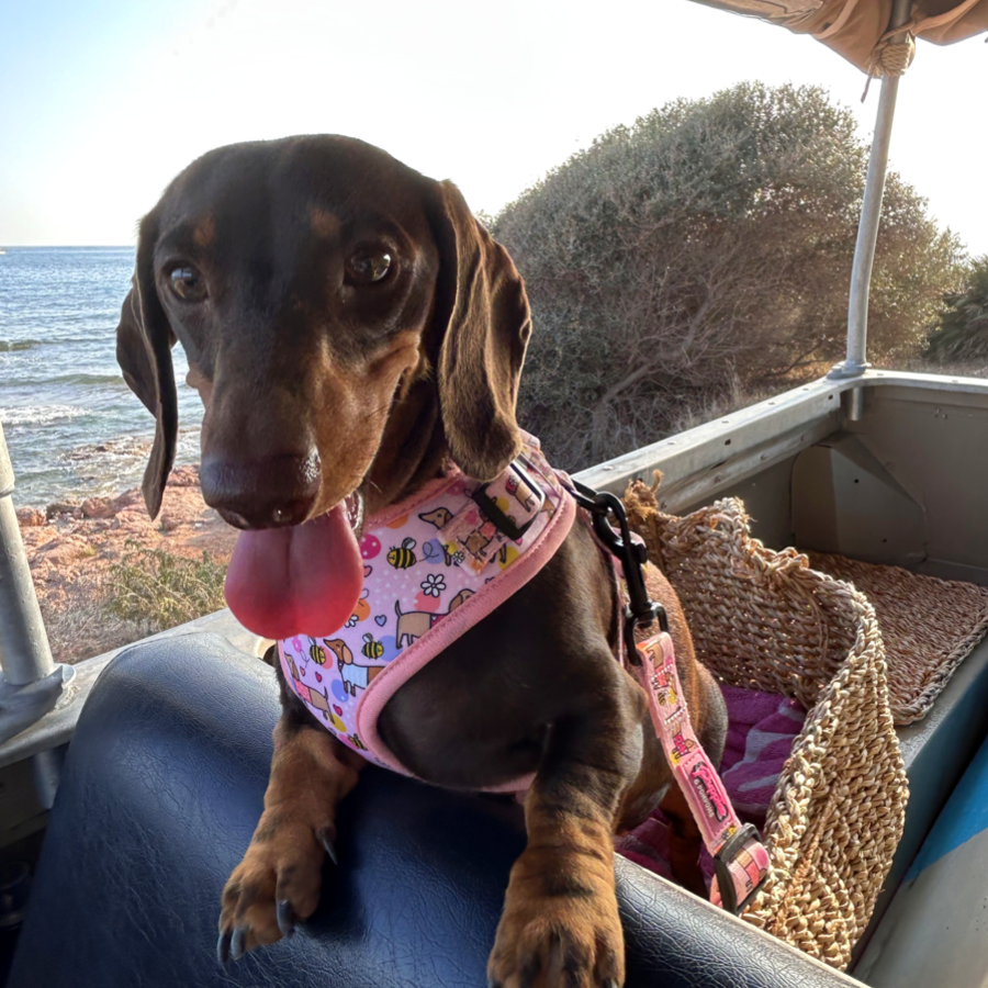 ADAPTADOR DE CINTO DE SEGURANÇA - Bee Happy Dachshunds