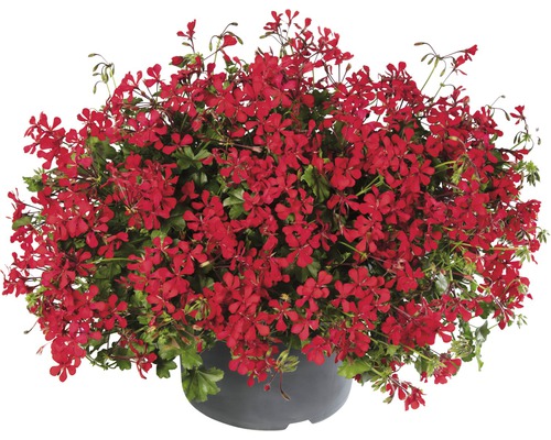 Hangende geranium FloraSelf Pelargonium peltatum Ø 10,5 cm pot willekeurige variëteitselectie