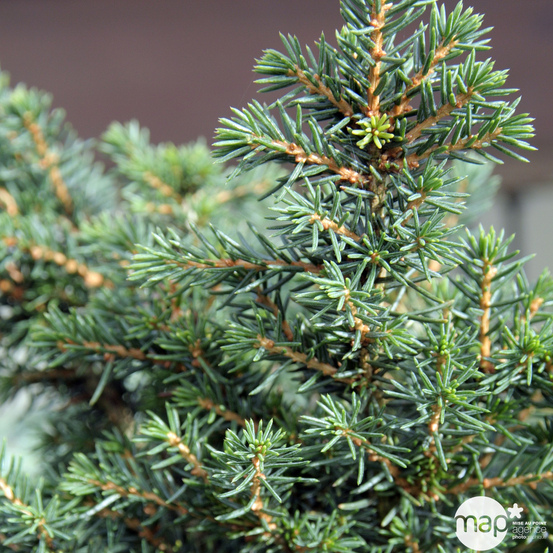 Picea omorika 'Karel'