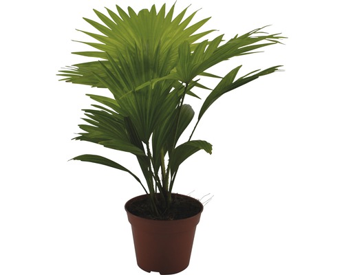 Groene mix Tropical FloraSelf Ø 17 cm pot willekeurige variëteitselectie