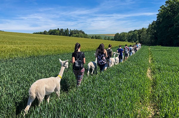 Alpaka Wanderung Altomünster |mydays
