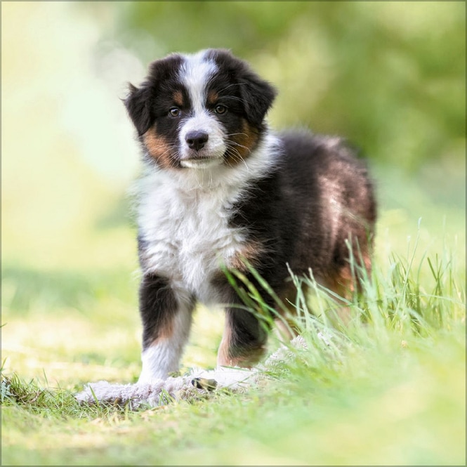 Kalender - 2025 - Dogs