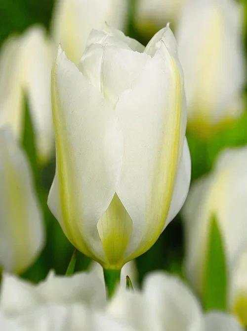 Tulipa (Fosteriana-Group) 'Purissima' Tulipan 'Purissima'