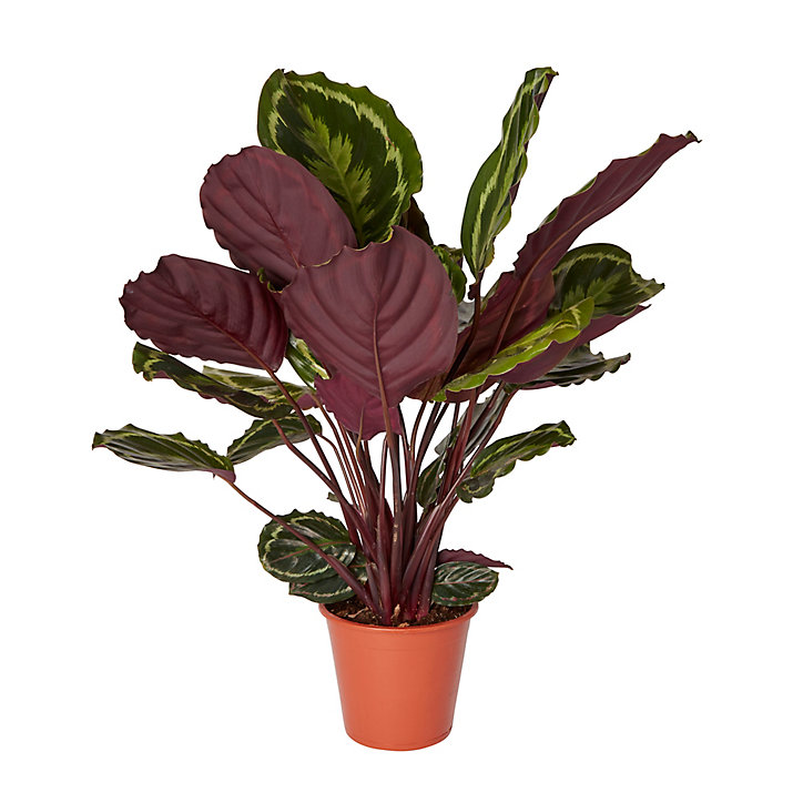 Calathéa médaillon 14cm