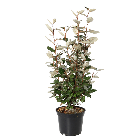Elaeagnus x ebbingei ' Compacta ' : H.60/80cm, conteneur 5 litres