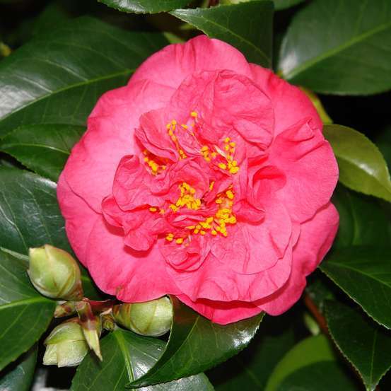 Camellia 'Blood of China' : H 60/70 cm, ctr 7 Litres