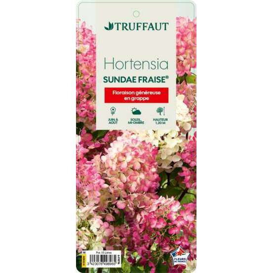 Hydrangea paniculata ' Sunday Fraise ' ® : C10L