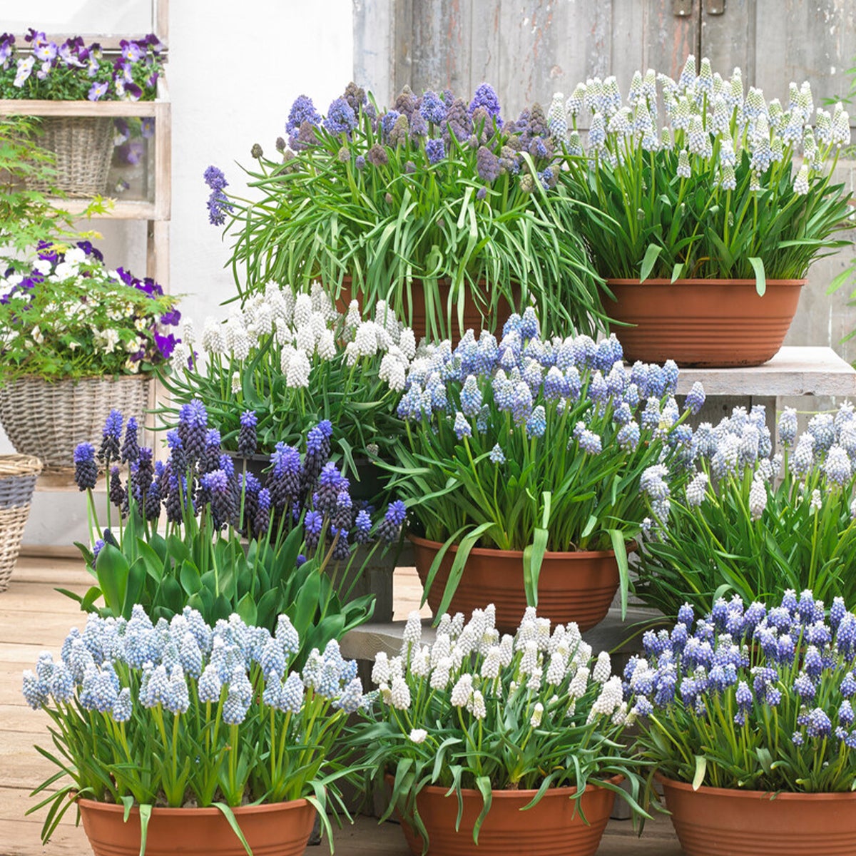 Bloomique – 50s Mix – Muscari Mix – Blauwe Druifjes – Wit, Blauw – Bloembollen – Voorjaarsbloei – Vaste planten – Wordt 10–15 cm hoog