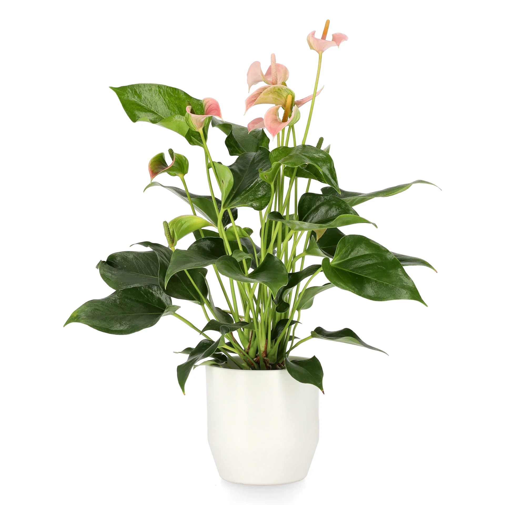 Anthurium Andraeanum Group Flamingoblomst Høyde 45 cm