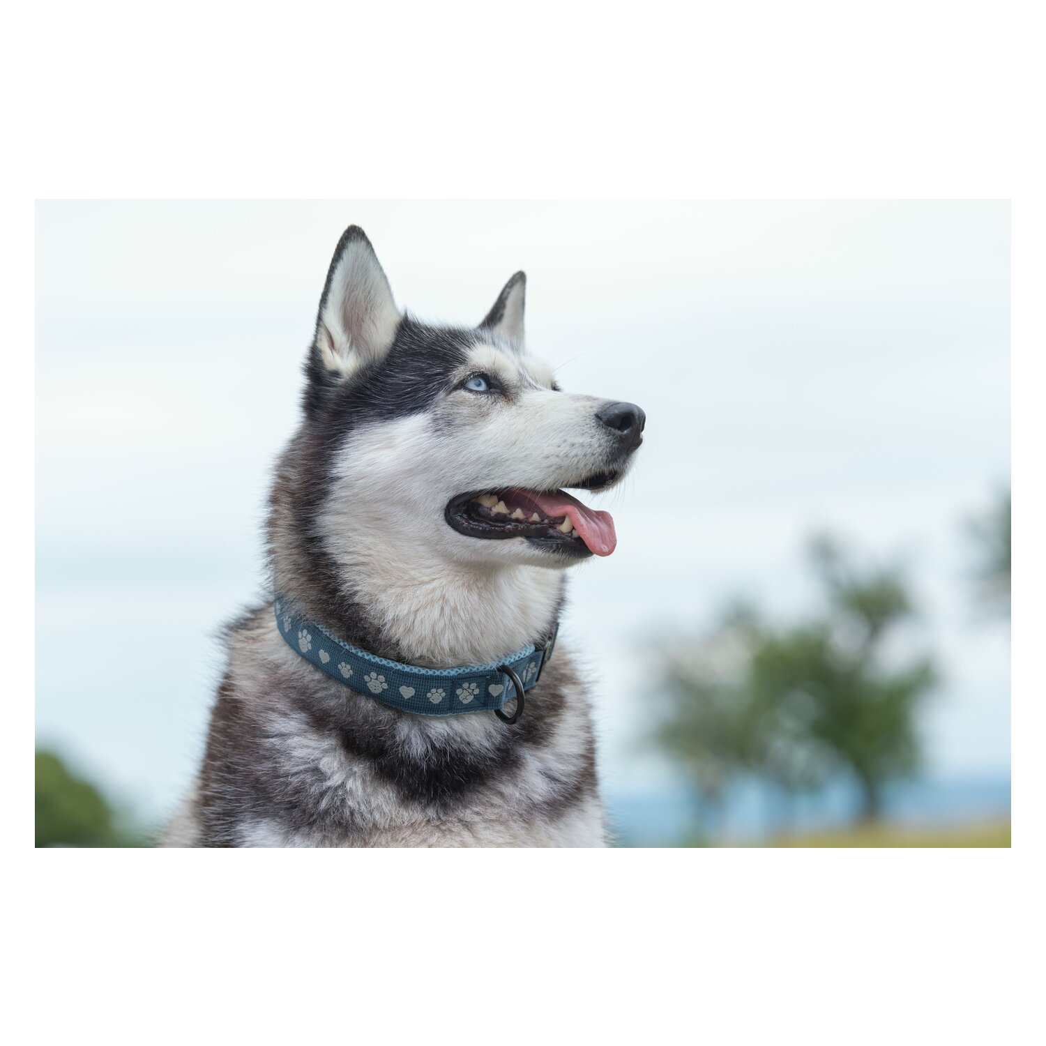 pawberry Hundehalsband Belfast - blue/silver