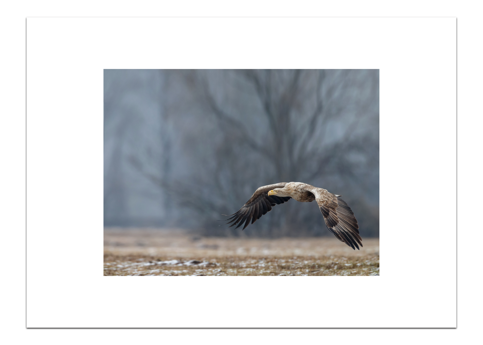 UC_Print Europese Zeearend 30 x 40 cm