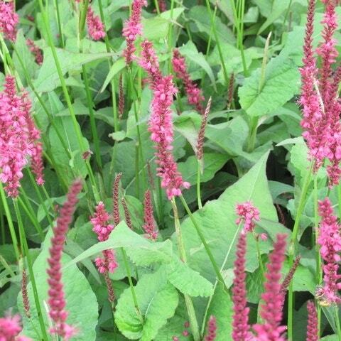 Duizendknoop (Persicaria amplexicaulis 'Speciosa') D 9 H 10 cm