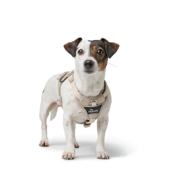 Hundesele Hunter DIVO UP Beige L