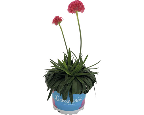 Breedbladige anjer Dreameria 'Sweet Dreams' FloraSelf D 12 cm