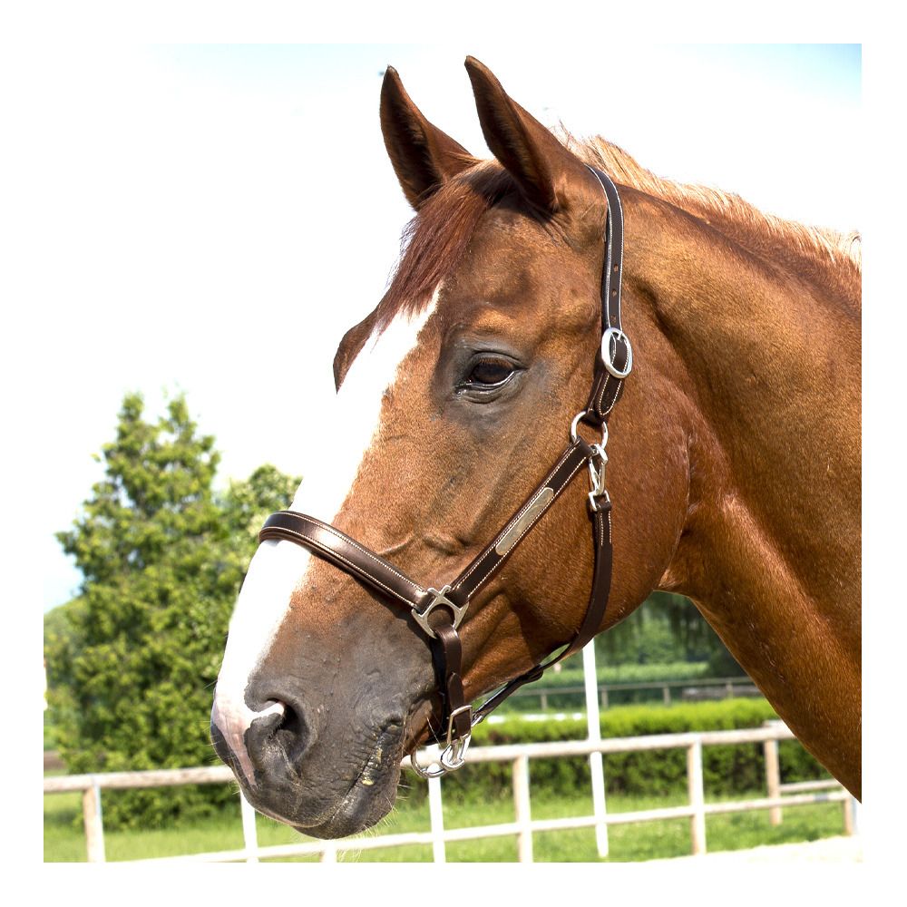 Eric Thomas GROOMING - Licol havane