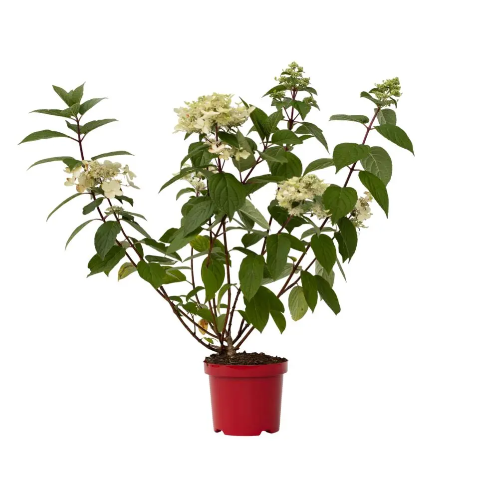 Pluimhortensia - Hydrangea paniculata 'Wim's Red' - Hoogte 25-40cm - ⌀19cm