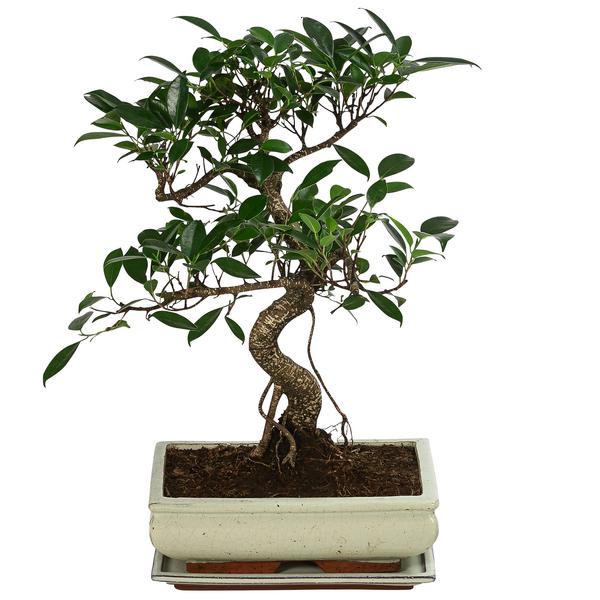 Bonsai Chinesischer Feigenbaum - Ficus retusa,