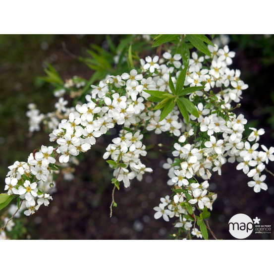 Spiraea thunbergii - pot 5L