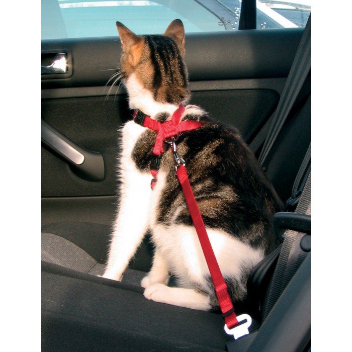 Harnais chat voiture