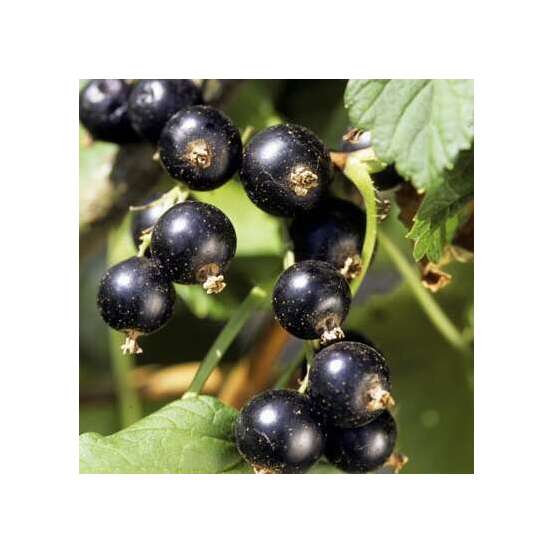 Cassissier 'Andega' bio : pot de 1,5 litres