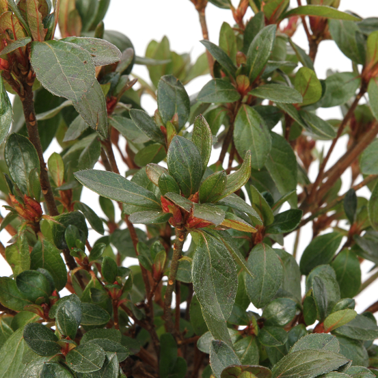 Azalea japonica ' Vuyk's Scarlet': 5 litres (rouge lumineux)