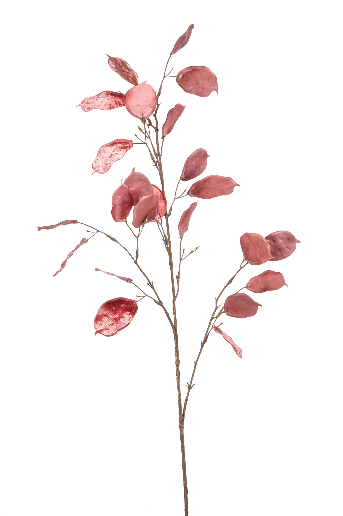 Lunaria glamour pink