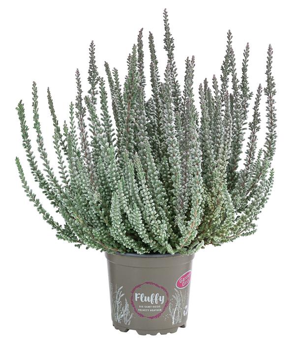 Knospenheide 'Fluffy®'